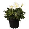Christrose 17 cm Topf