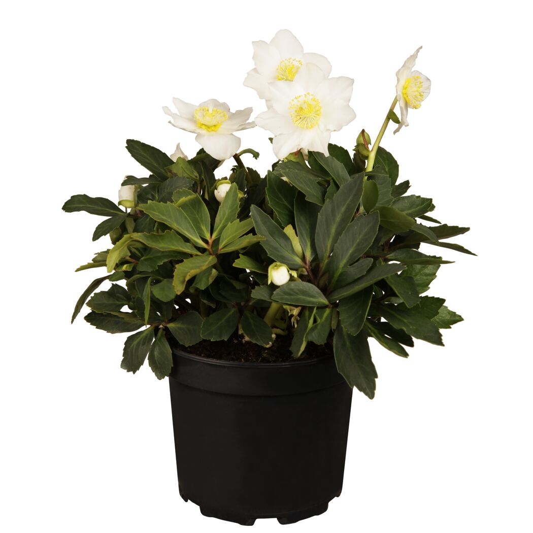 Christrose 17 cm Topf