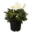 Christrose 17 cm Topf
