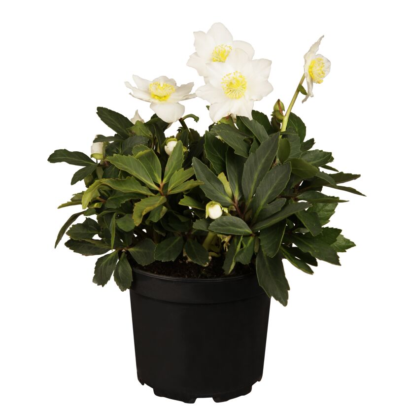 Christrose 17 cm Topf