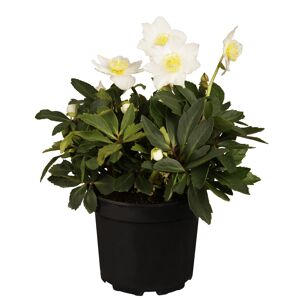 Christrose 17 cm Topf