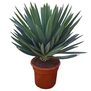 Kerzenpalmlilie 'Lone Star' 90 cm, 50 cm Topf