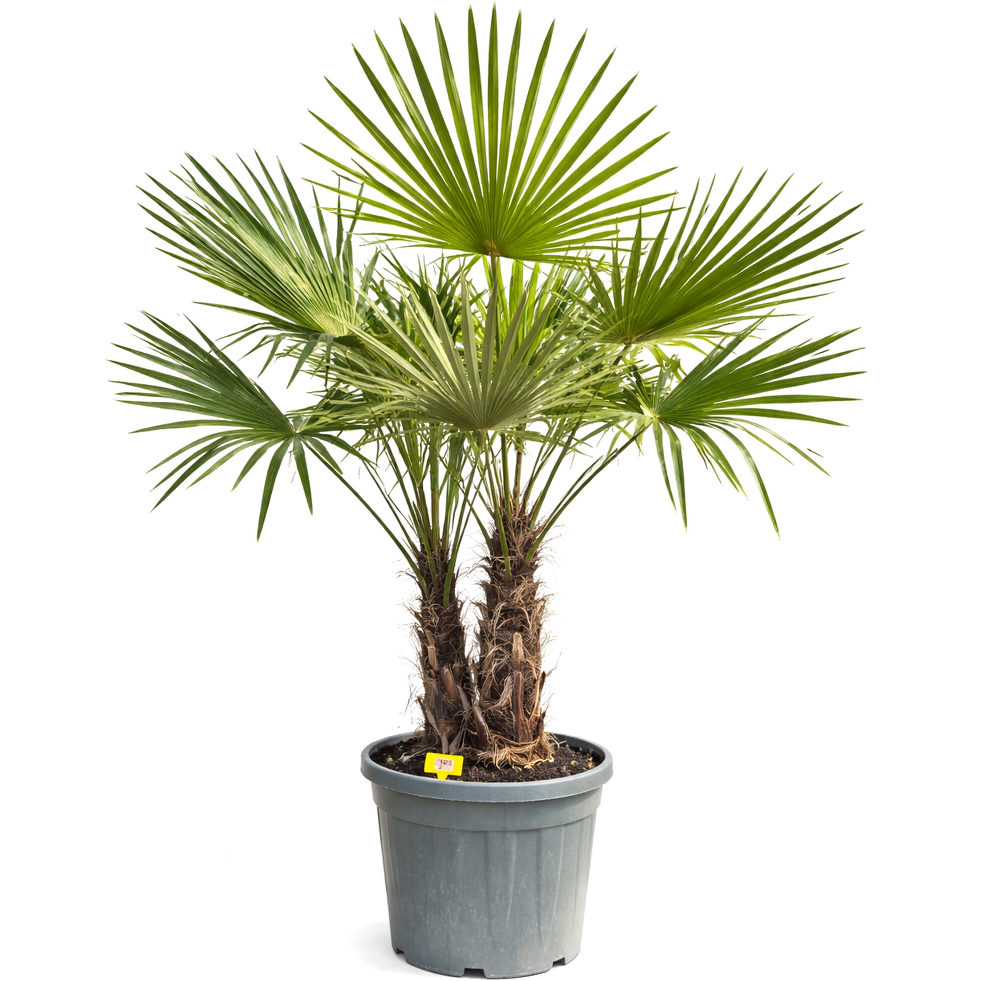 Hanfpalme Multistamm 180 cm, 47 cm Topf