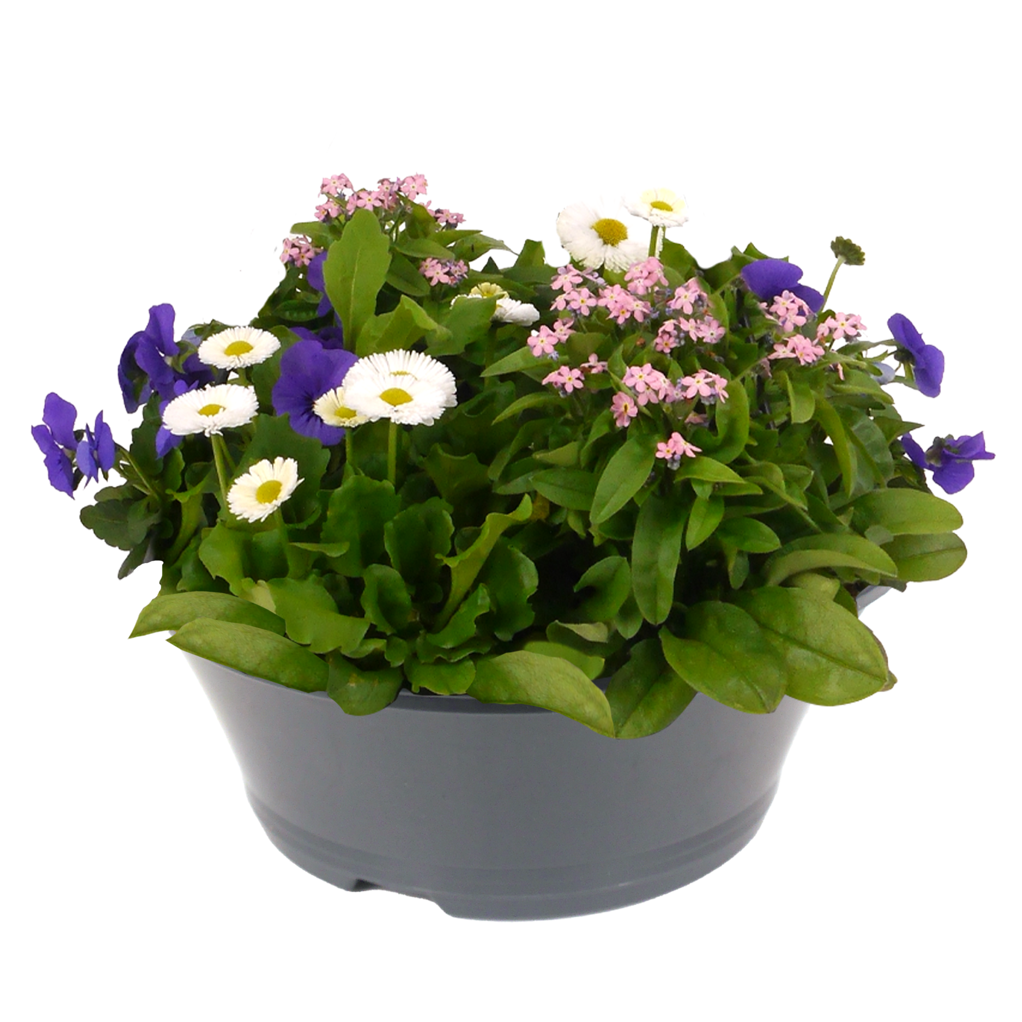 Frühlingsmix 'Spring Break®' 23 cm Schale
