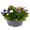 Frühlingsmix 'Spring Break®' 23 cm Schale
