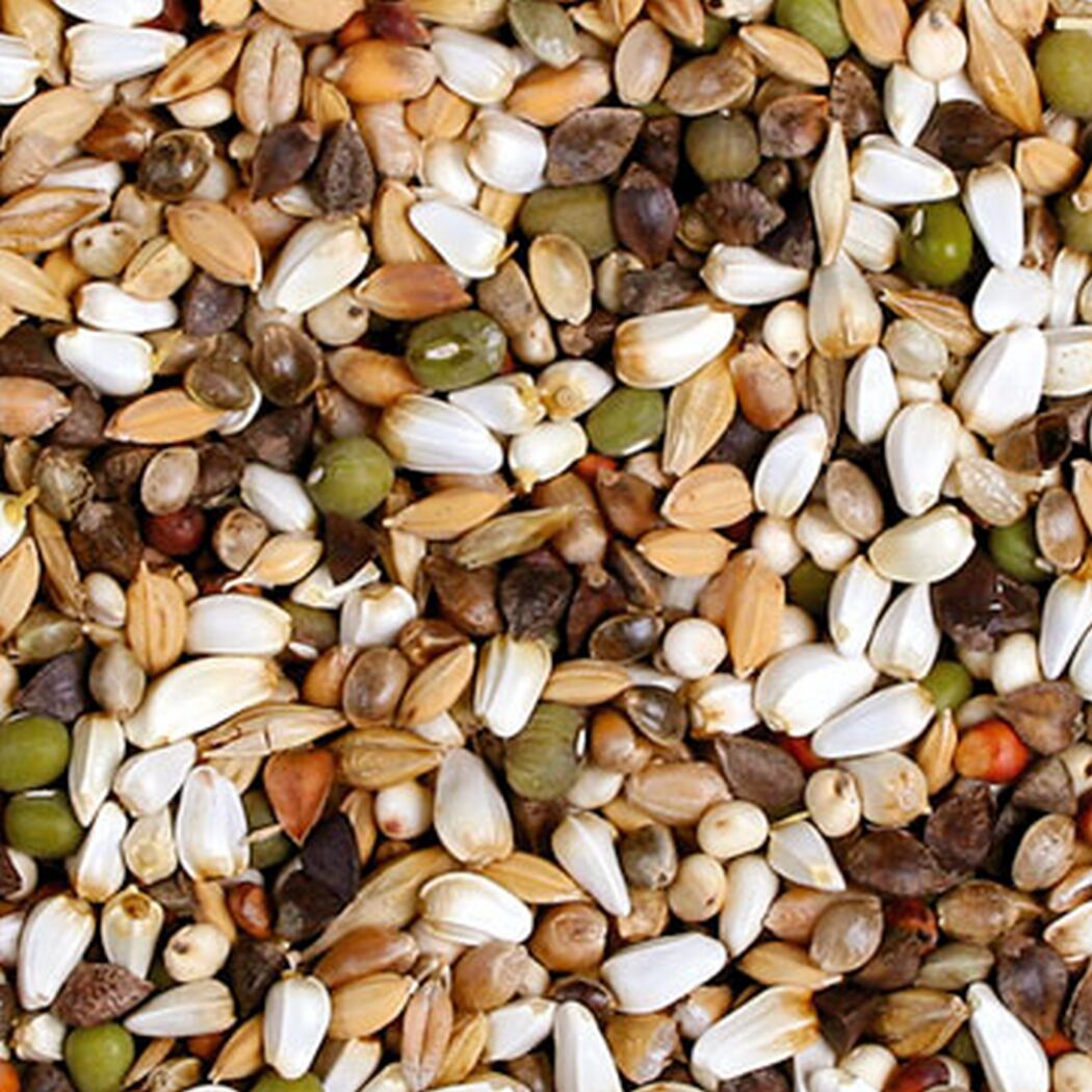 Vogelsnack 'Birds Keimfutter Papagei' 1 kg