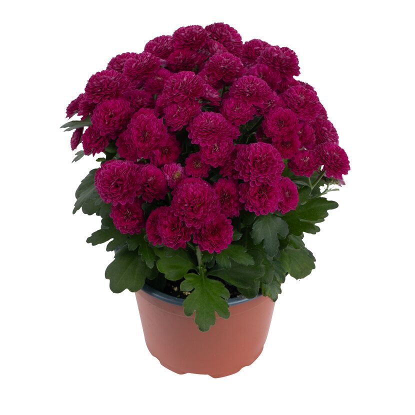 Herbst-Chrysantheme 'Mini Pompon' verschiedene Farben 10,5 cm Topf