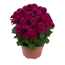 Herbst-Chrysantheme 'Mini Pompon' verschiedene Farben 10,5 cm Topf
