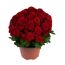 Herbst-Chrysantheme 'Mini Pompon' verschiedene Farben 10,5 cm Topf