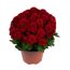 Herbst-Chrysantheme 'Mini Pompon' verschiedene Farben 10,5 cm Topf