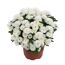 Herbst-Chrysantheme 'Mini Pompon' verschiedene Farben 10,5 cm Topf