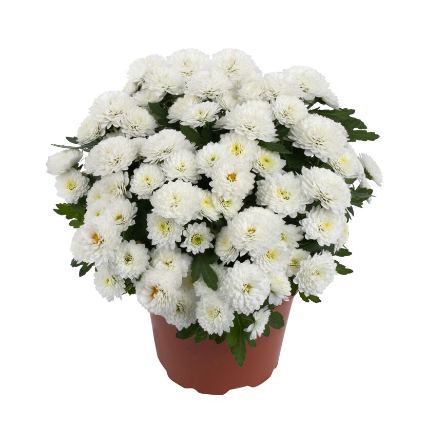 Herbst-Chrysantheme 'Mini Pompon' verschiedene Farben 10,5 cm Topf