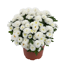 Herbst-Chrysantheme 'Mini Pompon' verschiedene Farben 10,5 cm Topf