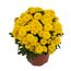 Herbst-Chrysantheme 'Mini Pompon' verschiedene Farben 10,5 cm Topf