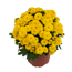 Herbst-Chrysantheme 'Mini Pompon' verschiedene Farben 10,5 cm Topf