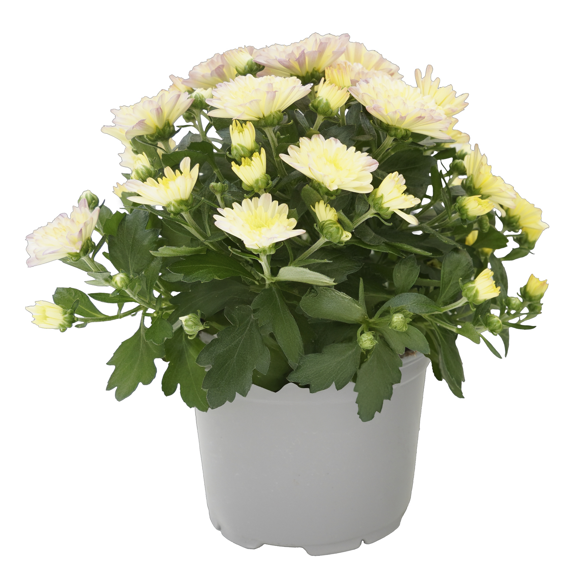Chrysantheme Sondersorten 12 cm Topf