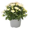 Chrysantheme Sondersorten 12 cm Topf