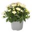 Chrysantheme Sondersorten 12 cm Topf