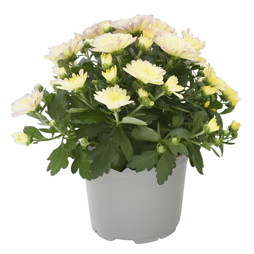Chrysantheme Sondersorten 12 cm Topf