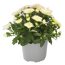 Chrysantheme Sondersorten 12 cm Topf