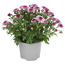 Chrysantheme Sondersorten 12 cm Topf