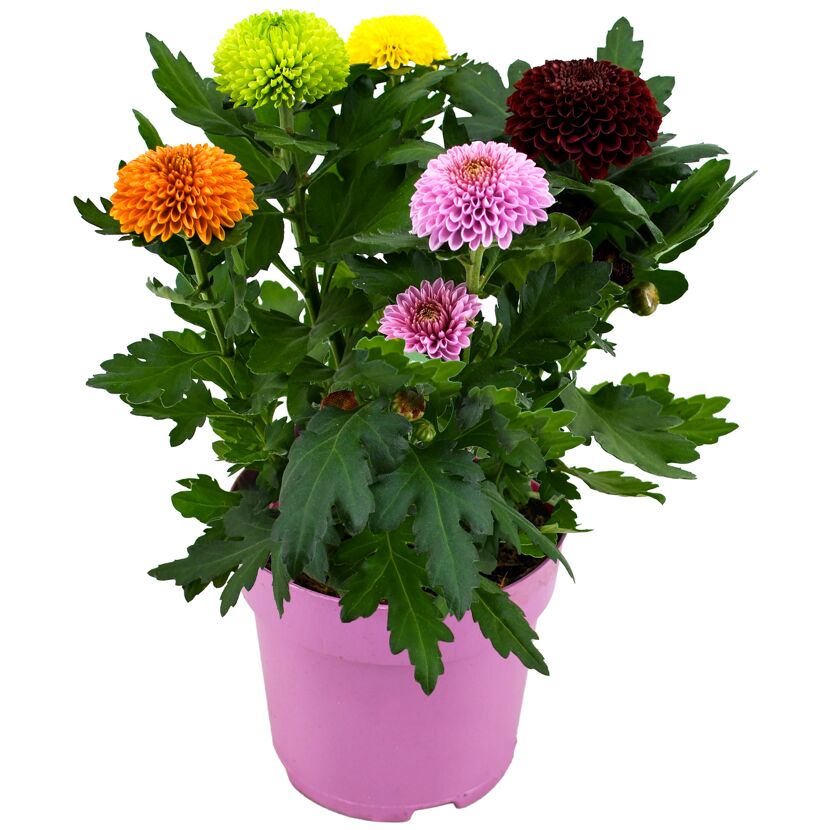 Chrysantheme 'Flowerpops' Trio verschiedene Farben 14 cm Topf