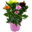 Chrysantheme 'Flowerpops' Trio verschiedene Farben 14 cm Topf