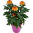 Chrysantheme 'Flowerpops' verschiedene Farben 12 cm Topf