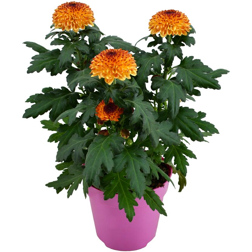 Chrysantheme 'Flowerpops' verschiedene Farben 12 cm Topf