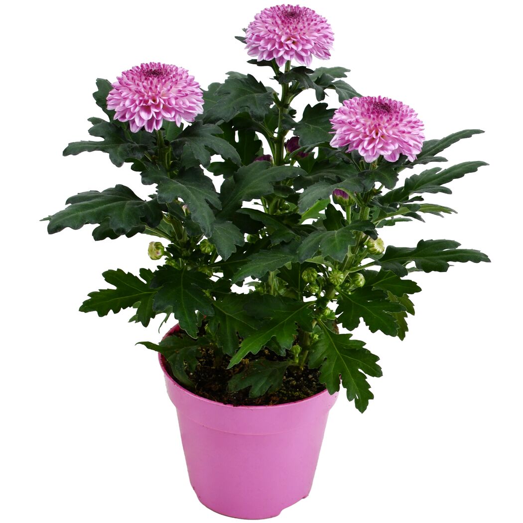 Chrysantheme 'Flowerpops' verschiedene Farben 12 cm Topf