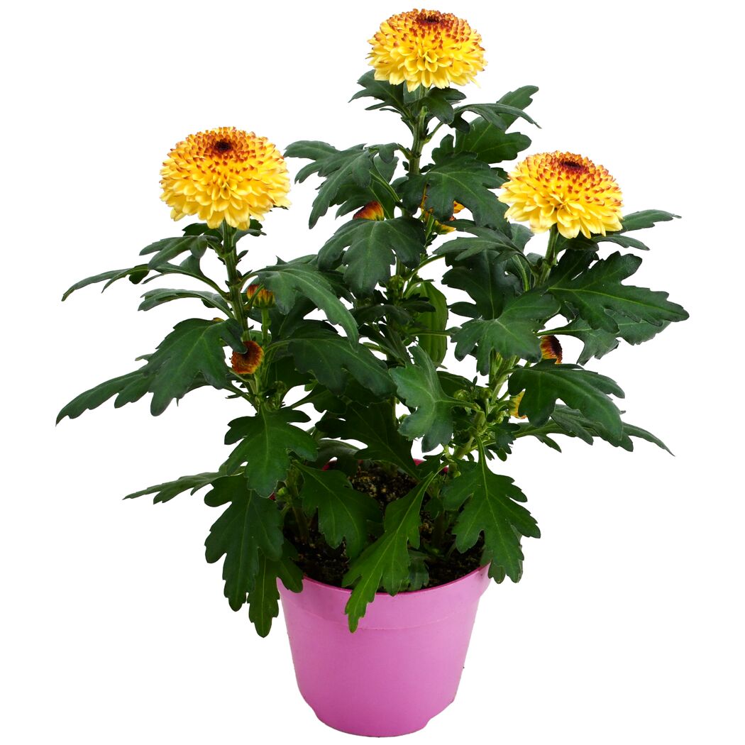 Chrysantheme 'Flowerpops' verschiedene Farben 12 cm Topf