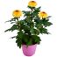 Chrysantheme 'Flowerpops' verschiedene Farben 12 cm Topf