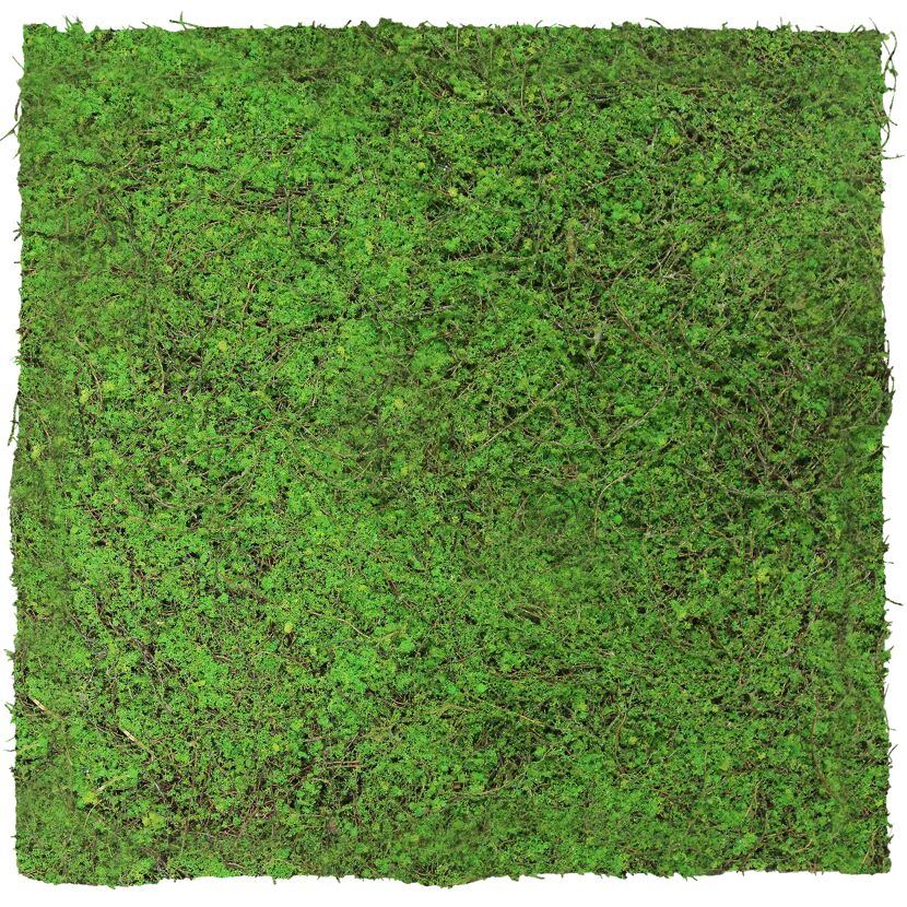 Grüne Mooswand