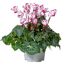 Alpenveilchen 'Viktoria' 13 cm Topf