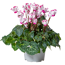 Alpenveilchen 'Viktoria' 13 cm Topf