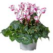 hauptbild