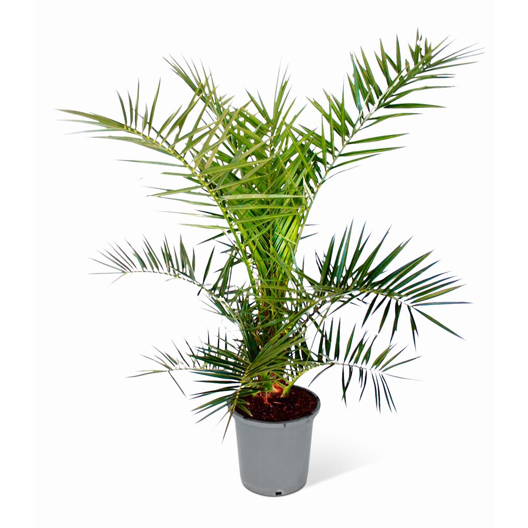Kanarische Dattelpalme 80 cm, 18 cm Topf
