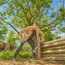 Astscheren-Set 'EasyCut' inklusive Gartenschere