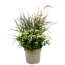 Chrysantheme 40 cm mit Lampenputzergras 90 cm, 27 cm Topf