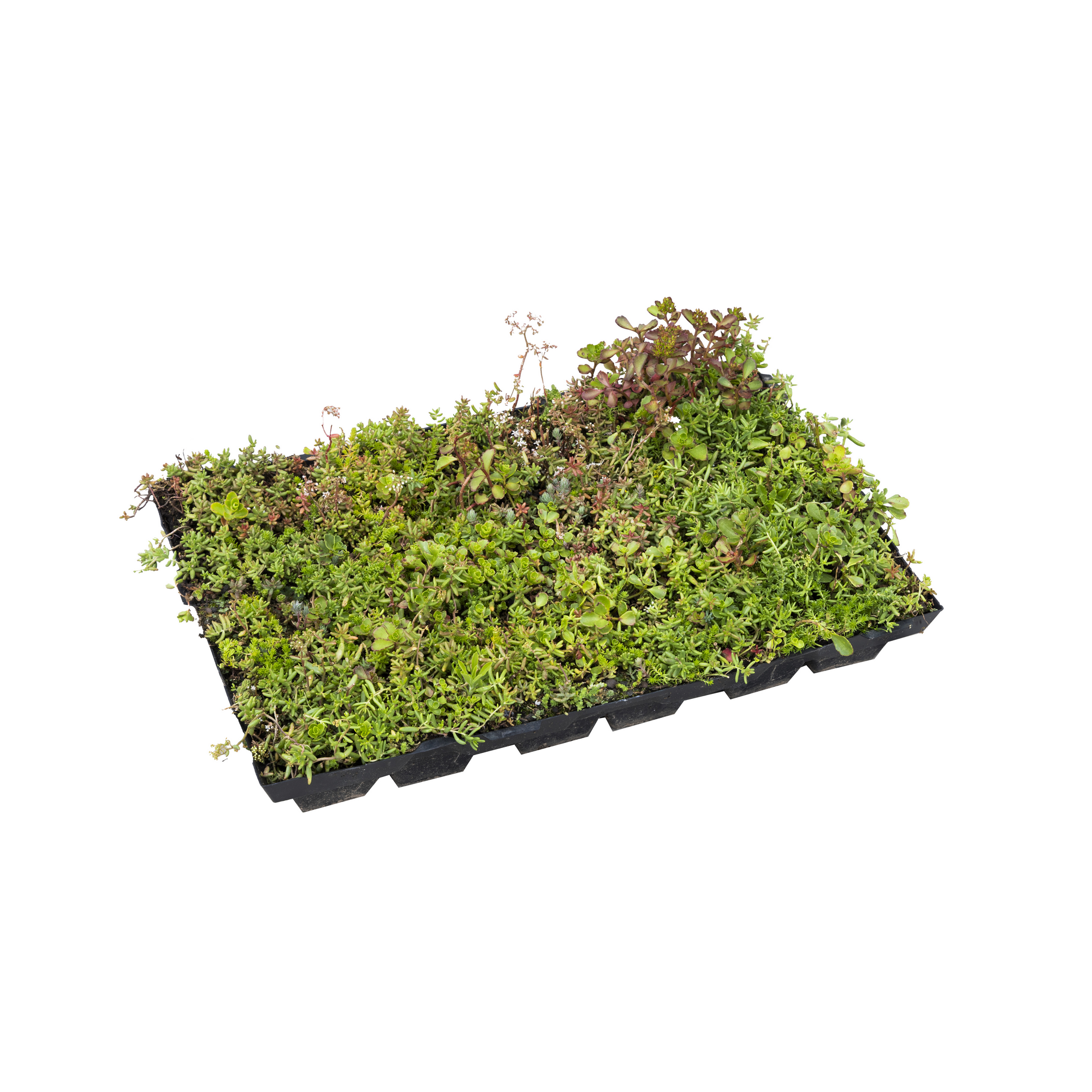 Dachbegrünungskassette 40 m²