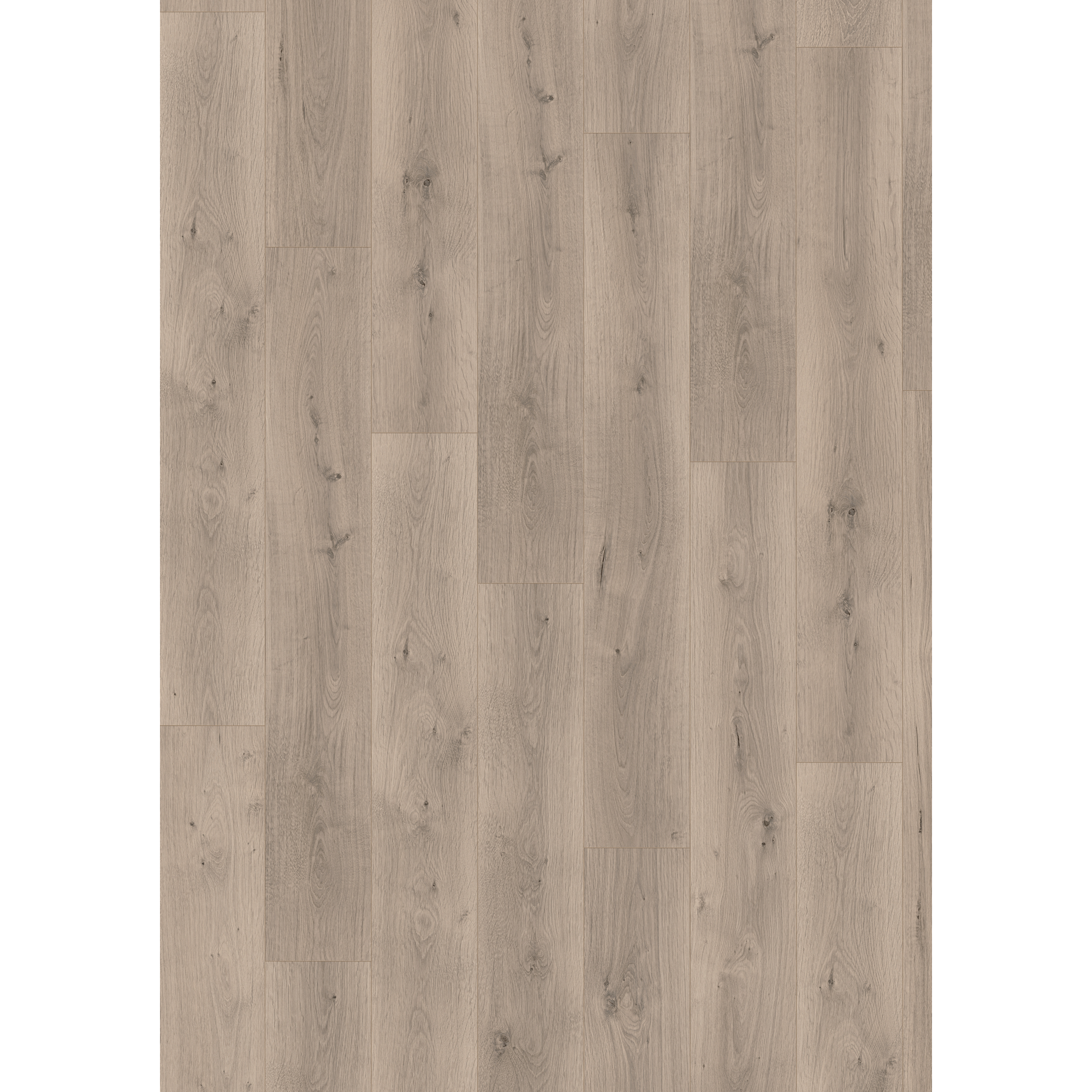 Laminat 'NatureSense Aqua' EL2112 Pinot Eiche hellgrau 8 mm