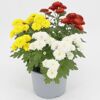 Blühende Herbstchrysantheme Pompon Trio in Gelb, Weiß, Rot