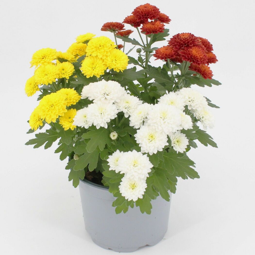 Blühende Herbstchrysantheme Pompon Trio in Gelb, Weiß, Rot