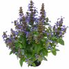 Katzenminze 'Neptune' mit lila Blüten in Topf.