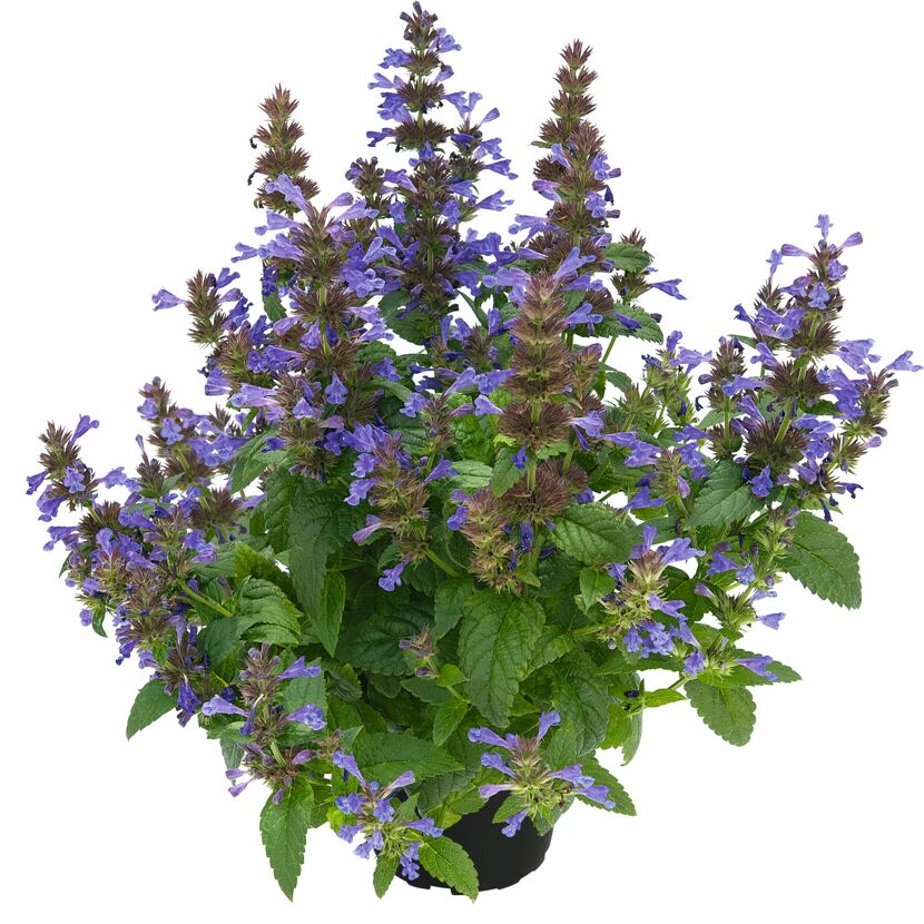 Katzenminze 'Neptune' 13 cm Topf
