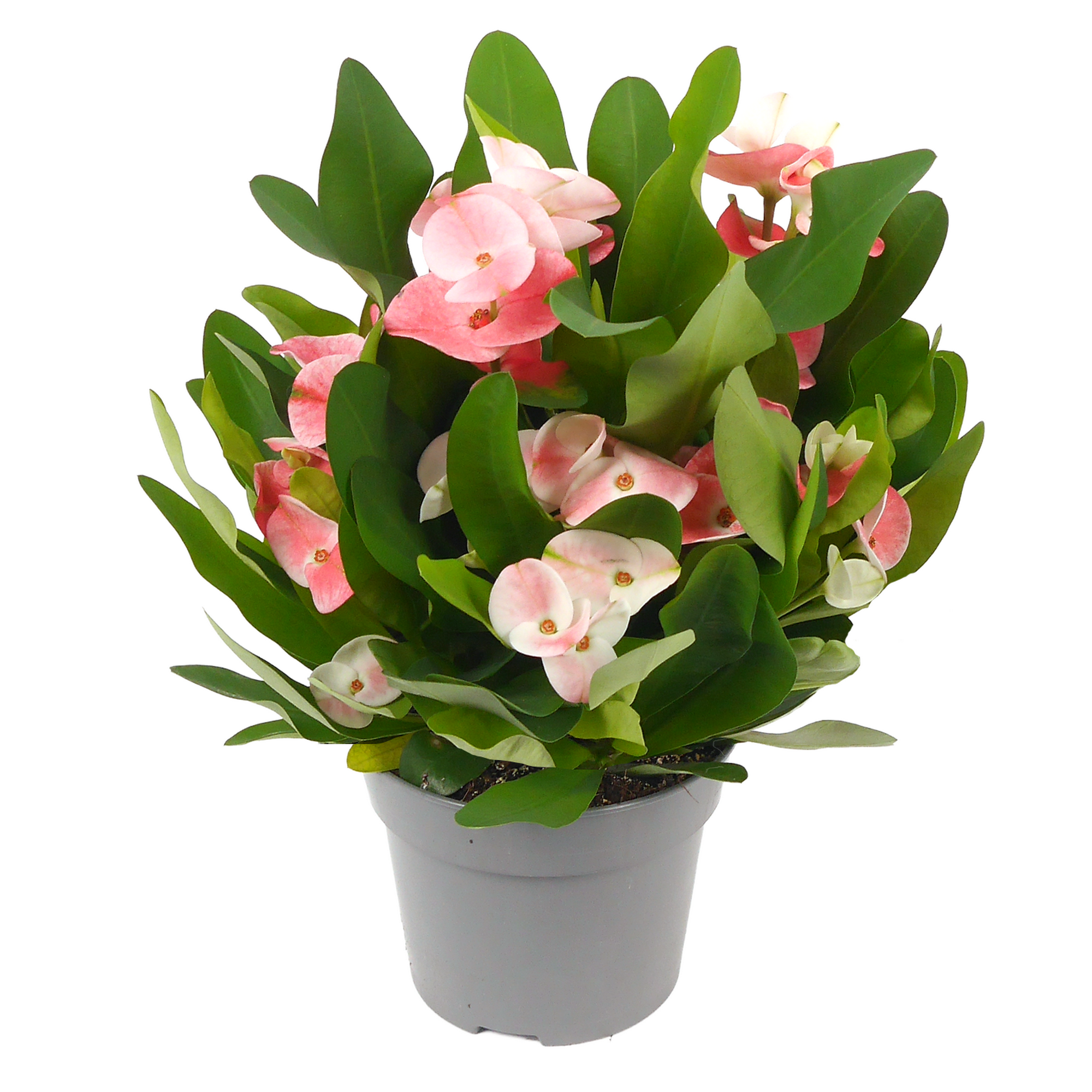 Christusdorn 'Tiara Charlotte' 14 cm Topf