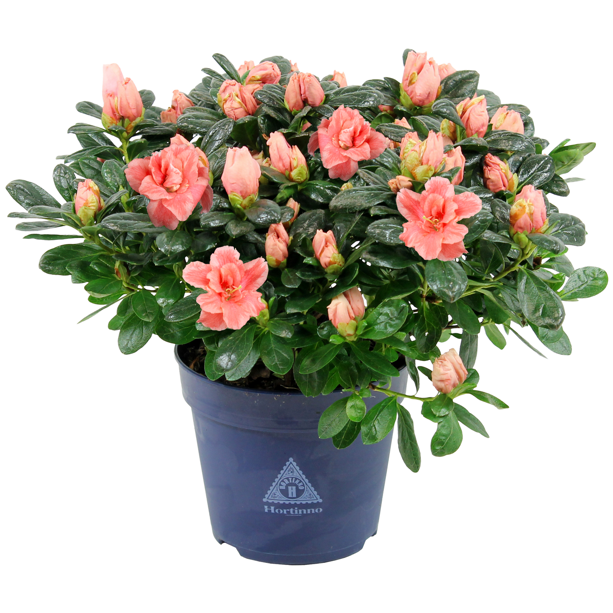 Zimmerazalee 'Hortinno®' 13 cm Topf