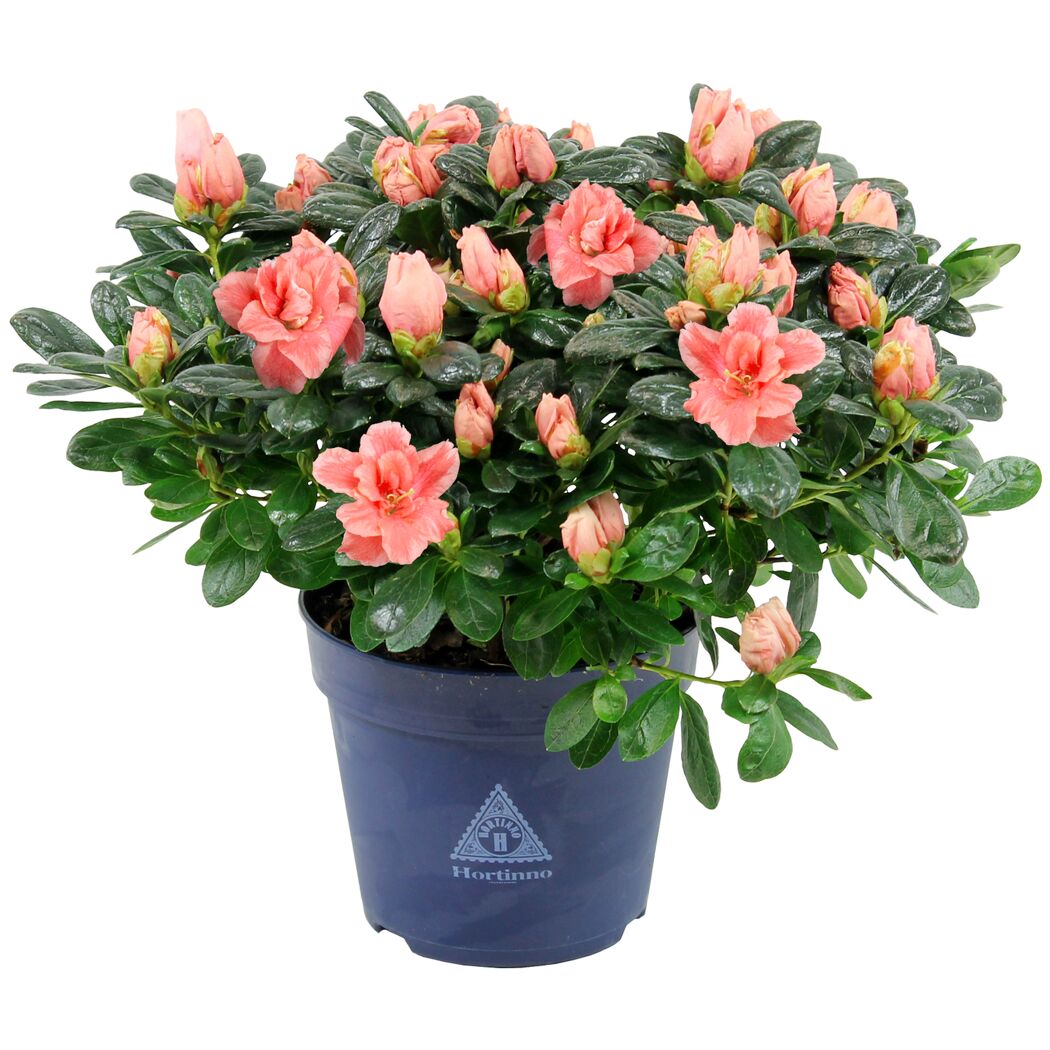 Zimmerazalee 'Hortinno®' 13 cm Topf