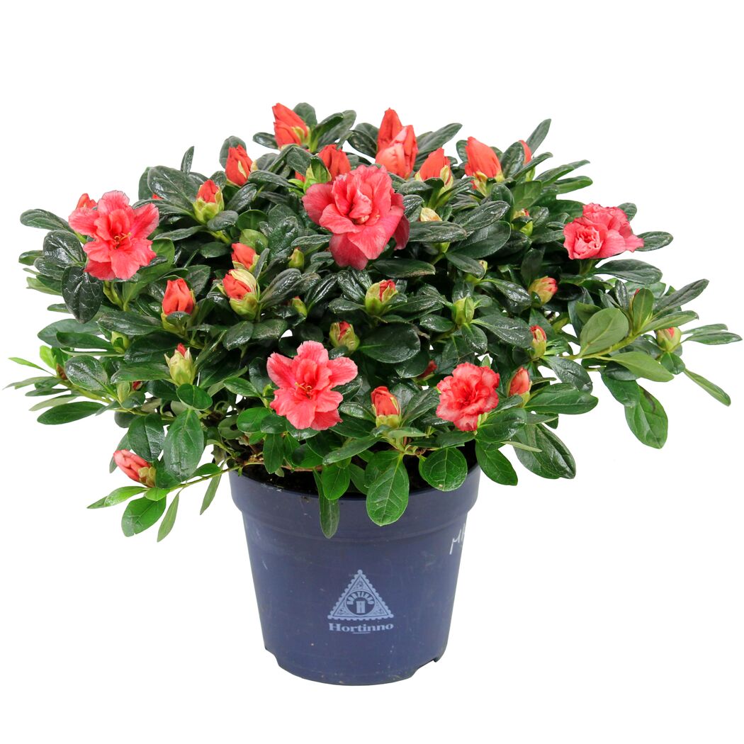 Zimmerazalee 'Hortinno®' 13 cm Topf