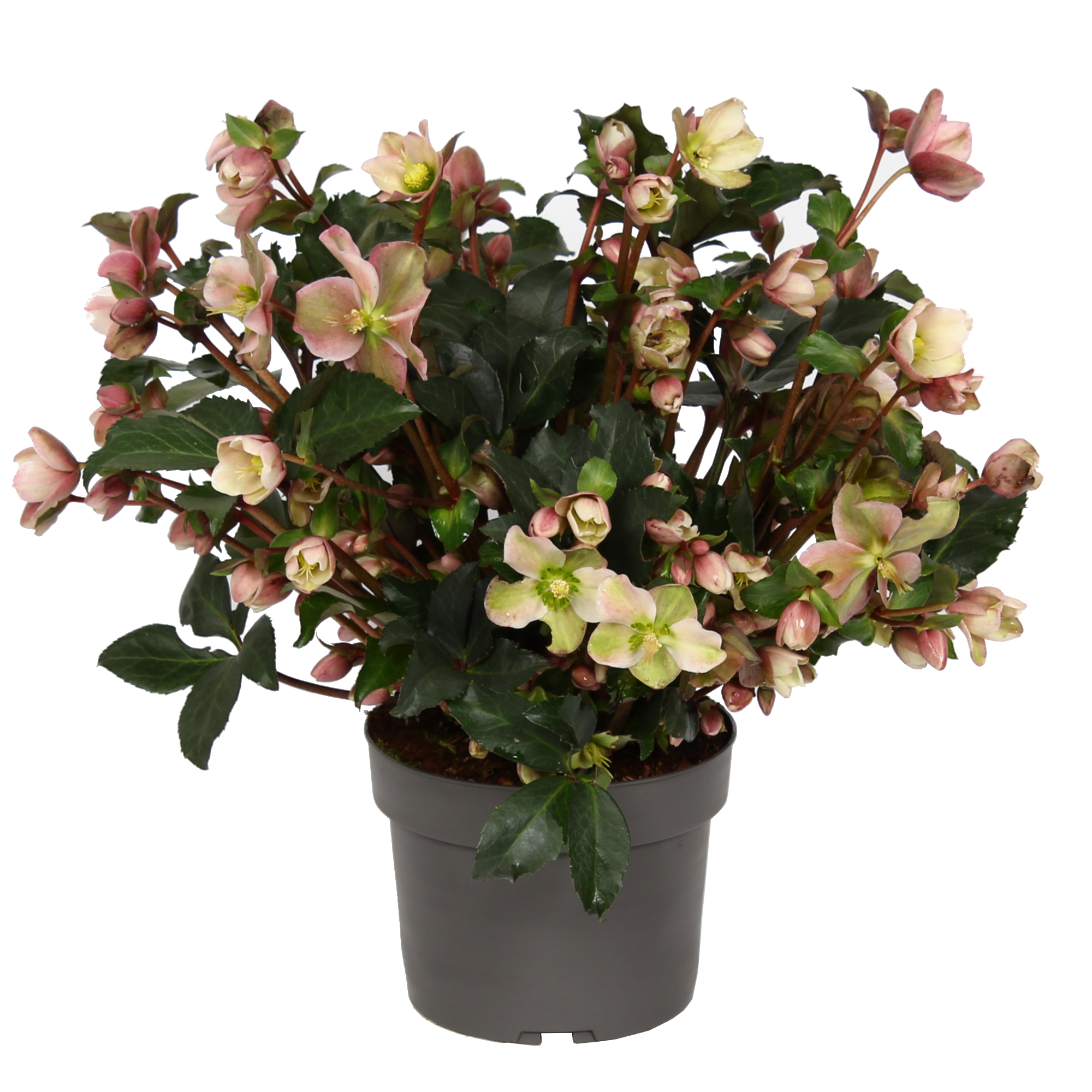 Christrose 'Angel Glow' 19 cm Topf